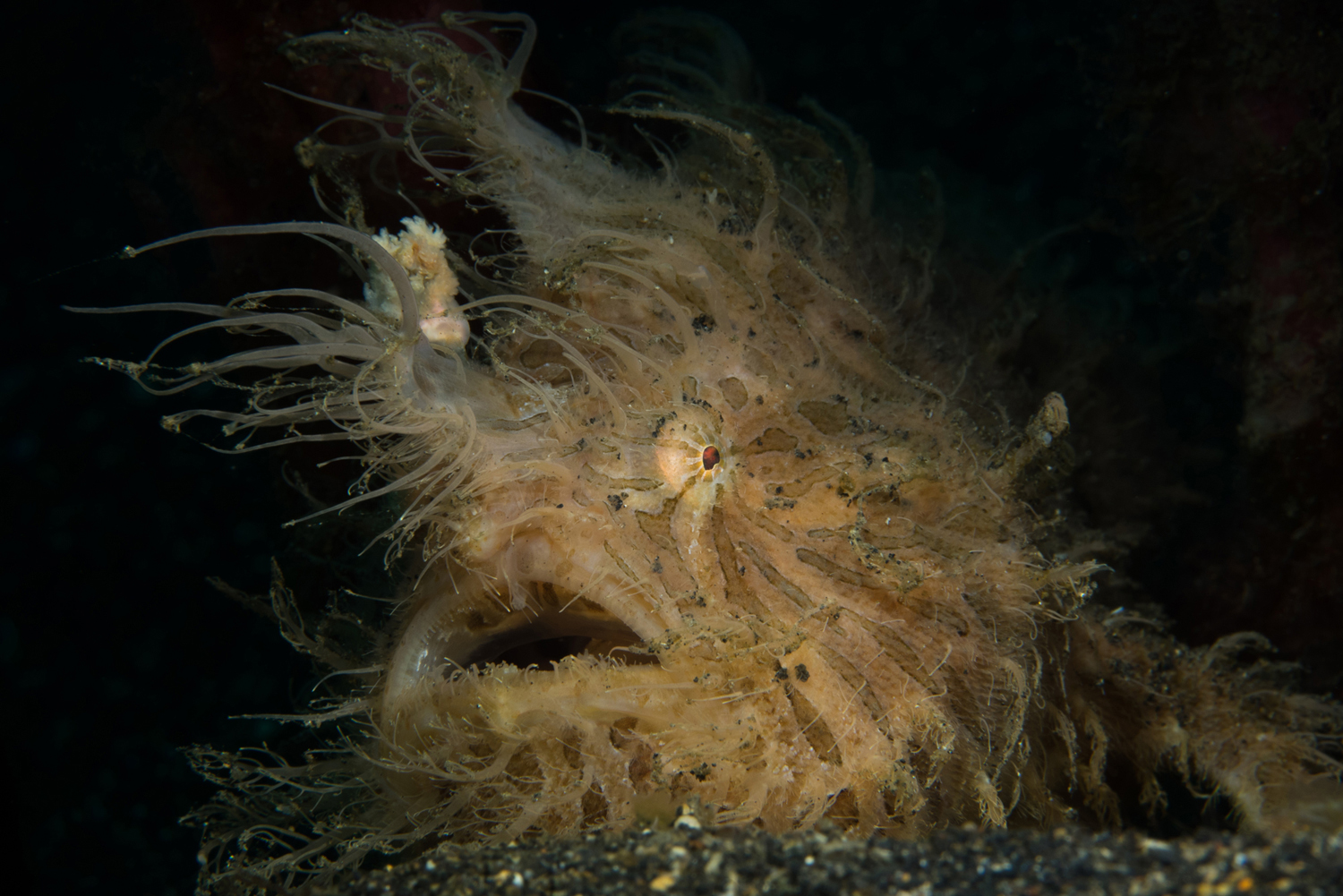 Lembeh Strait 2017/16