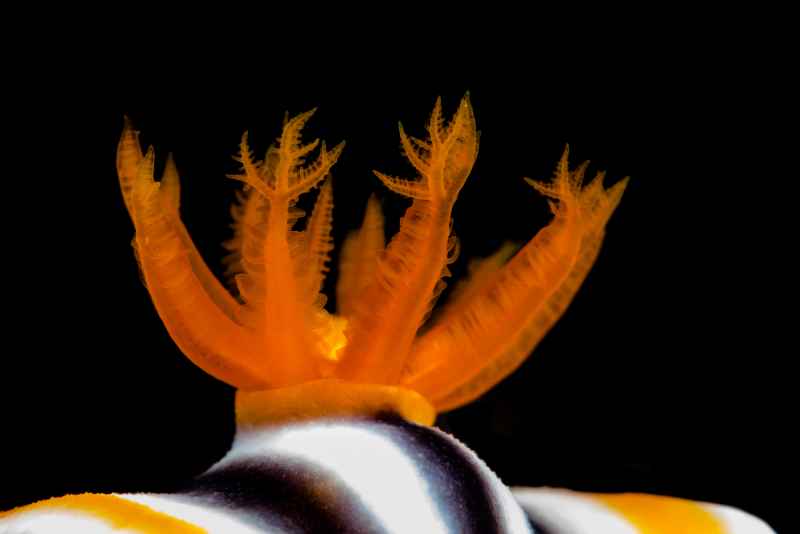 anal gill of magnificent chromodoris chromodoris magnifica 2