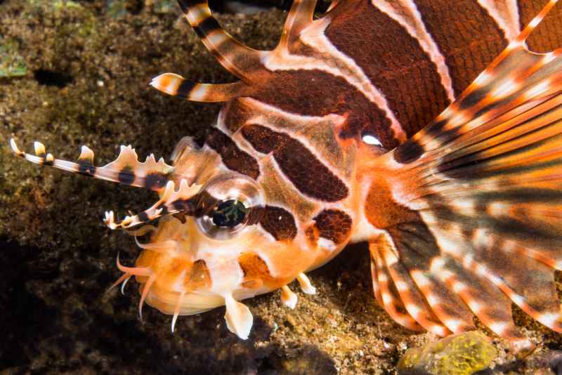 banded lionfish pterois antennata