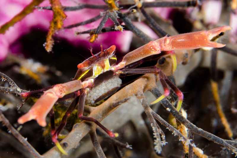 black coral crab quadrella maculosa 6
