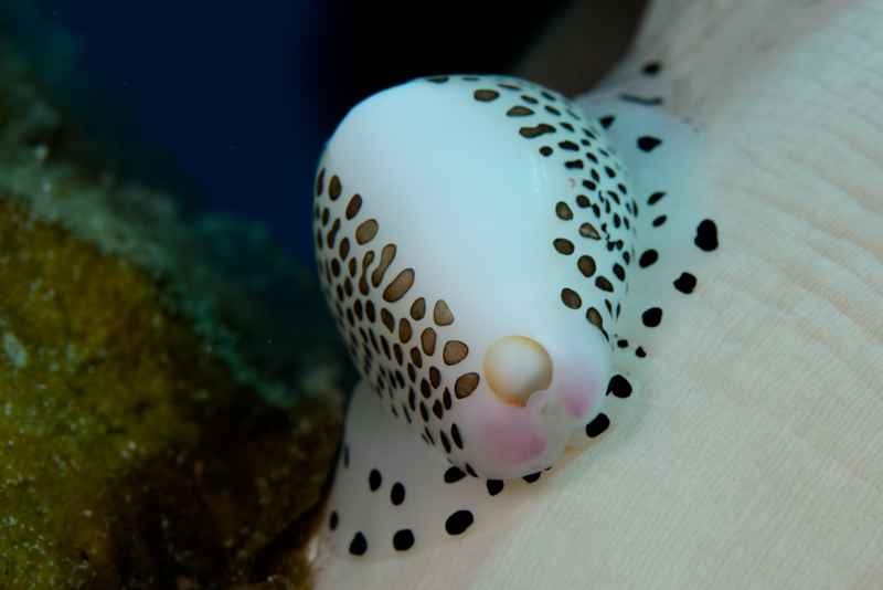 black spotted egg cowrie calpumus verrucousus01