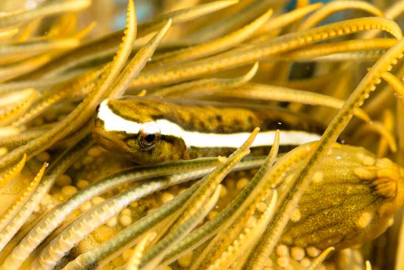 blennie shirleys coralblenny