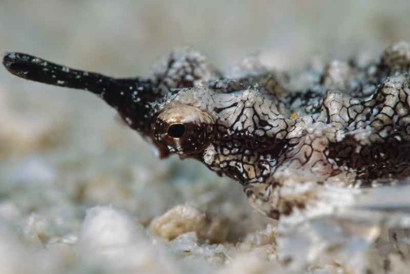 common seamoth eurypegasus draconis