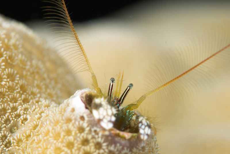 coral residining hermit crab paguritta sp2