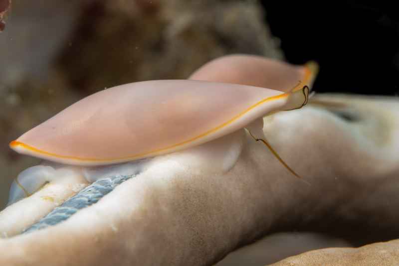 cowrie phenacovolva sp