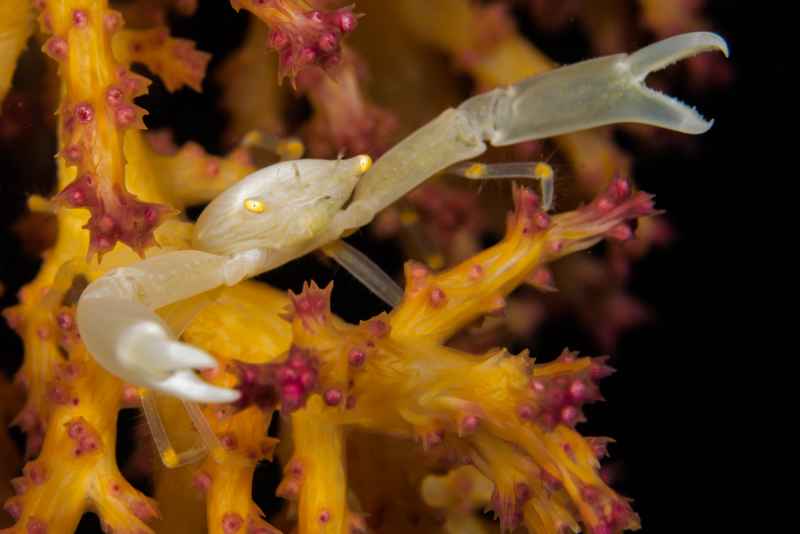crowned corak crab quadrella coronata