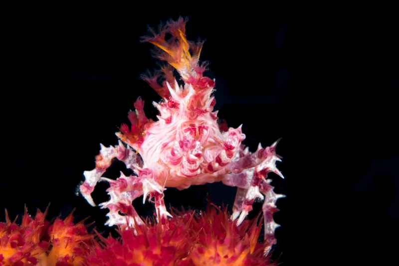 dendronephtya crab hoplophrys oatesi01
