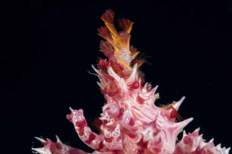 dendronephtya crab hoplophrys oatesi02