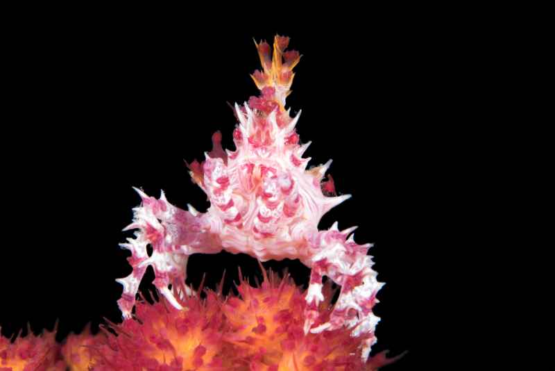 dendronephtya crab hoplophrys oatesi03