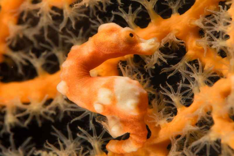 denises pygmy seahorse hippocampus denise03 2