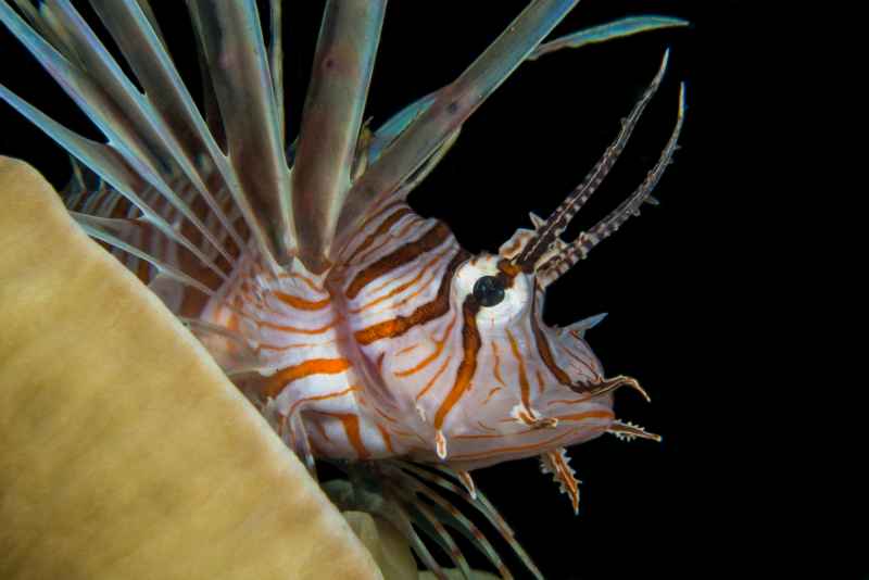 devil firefish pterois miles
