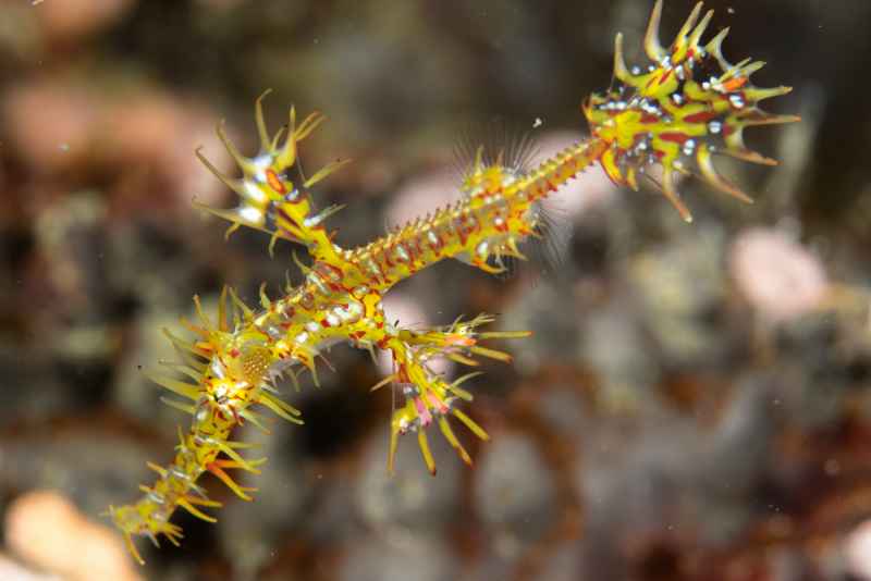 harlequin ghost pipefish solenostomus paradoxus01 2