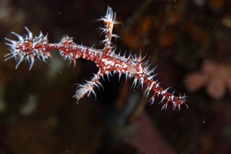 harlequin ghost pipefish solenostomus paradoxus02 2