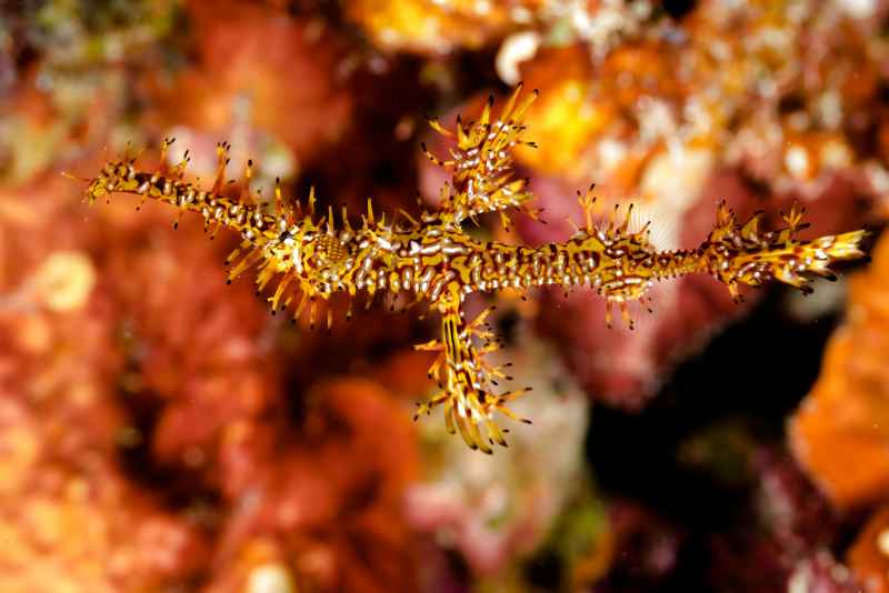 harlequin ghost pipefish solenostomus paradoxus03
