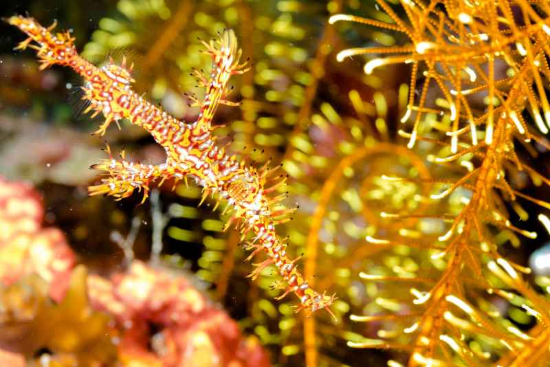 harlequin ghost pipefish solenostomus paradoxus04