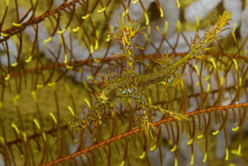 harlequin ghost pipefish solenostomus paradoxus05