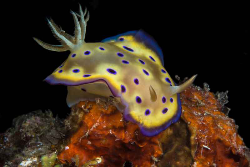 kunies chromodoris goniobranchus kuniei