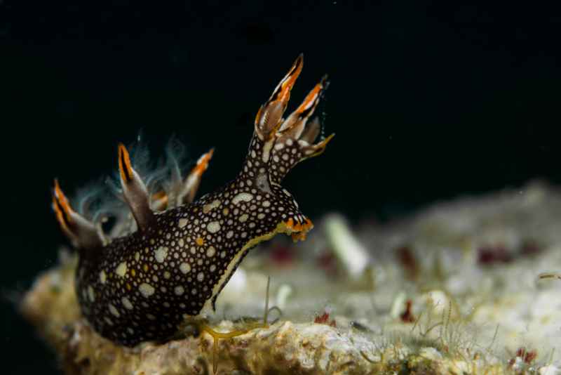 nudibranch bornella sp