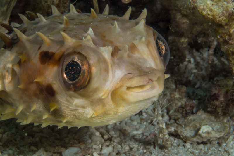 orbicular burrfish cyclichthys orbicularis