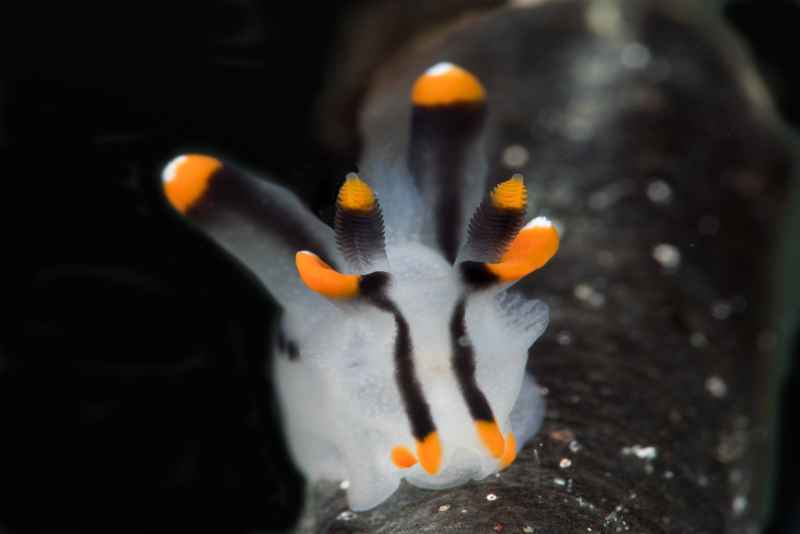 painted thecacera thecacera picta