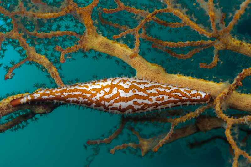 poppes spindle cowries phenacovolva poppei