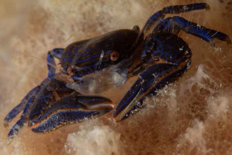 porcelain crab aliaporcellana sp2