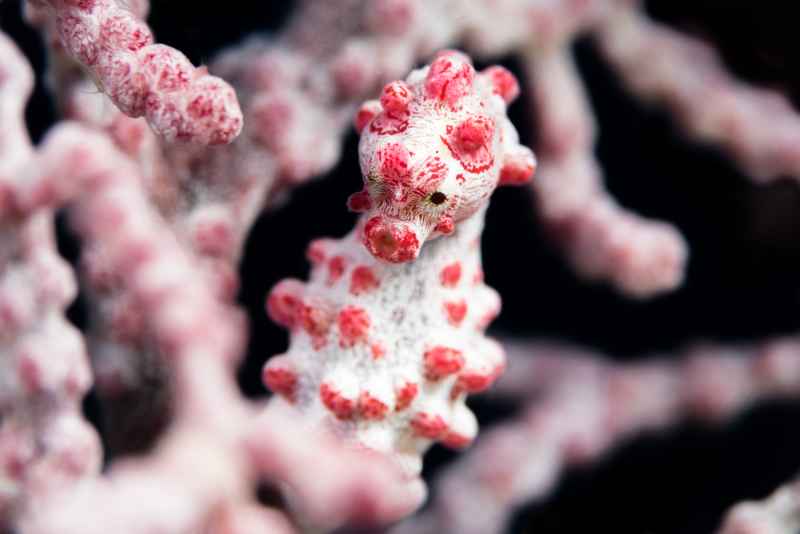 pygmy seahorse hippocampus bargibanti01 4