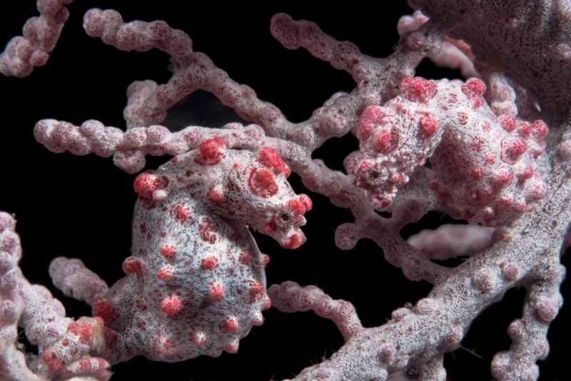 pygmy seahorse hippocampus bargibanti05 3