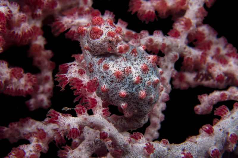pygmy seahorse hippocampus bargibanti06