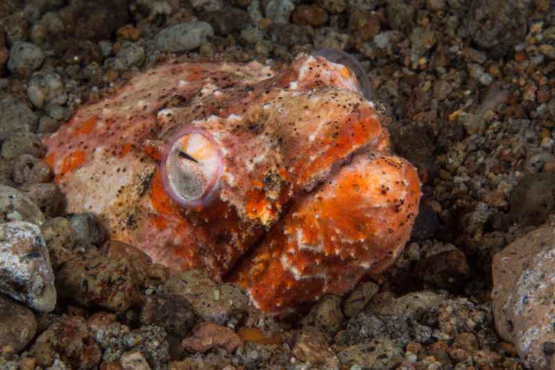 reptilian snake eel brachysomophis henshawi
