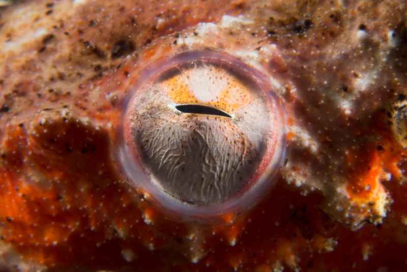 reptilian snake eel eye brachysomophis henshawi
