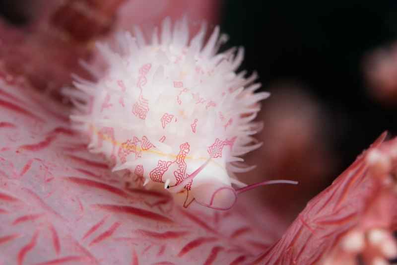 ridged egg cowry diminovula culmen
