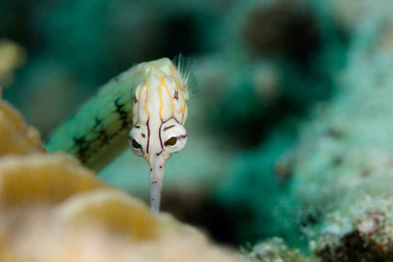scribbled pipefish corythoichthys intestinalis