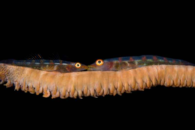 sea whip goby bryaninops yongei 2