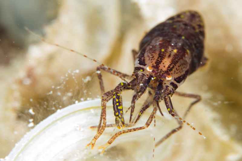 stimsons snapping shrimp synalpheus stimpsoni01