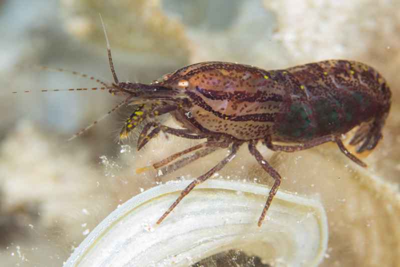 stimsons snapping shrimp synalpheus stimpsoni02