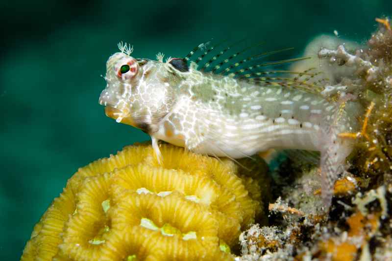white spotted blenny salarias alboguttatus