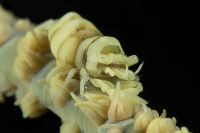 wire coral shrimp pontonides ankeri