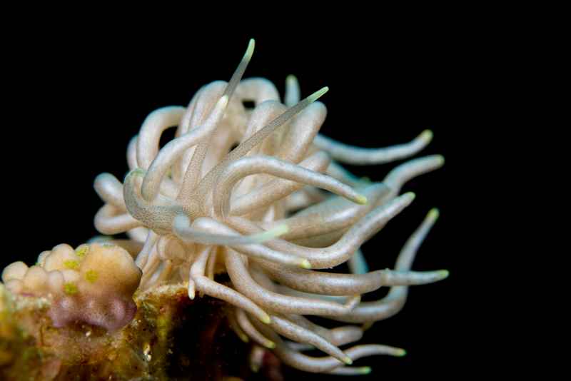 yellow tipped phyllodesmium phyllodesmium briareum 3