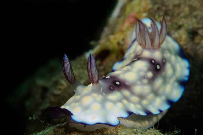 bus stop chromodoris goniobranchus hintuanensis