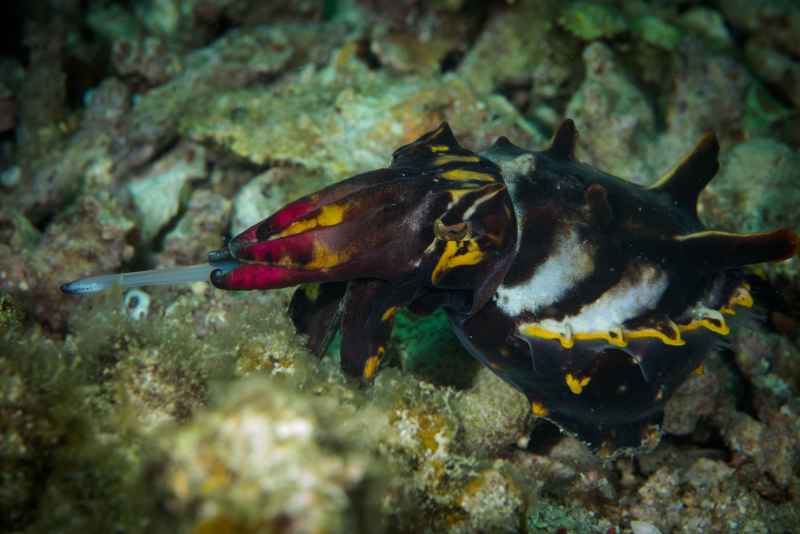 flamboyant cuttelfish metasepia pfefferi01