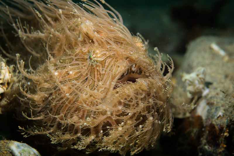 hairy frogfish antenarius striatus01 4
