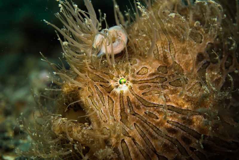 hairy frogfish antenarius striatus02 4