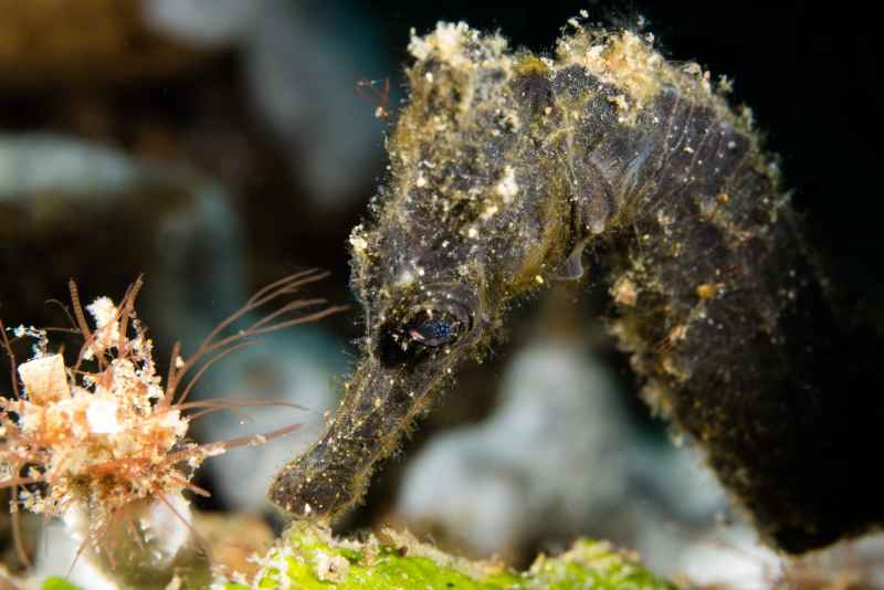 kuda seahorse hippocampus kuda