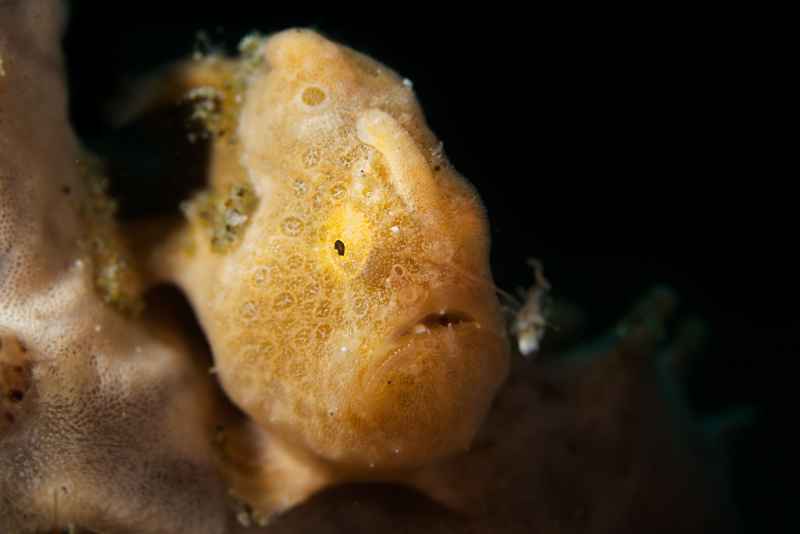 painted frogfish antennarius pictus 6