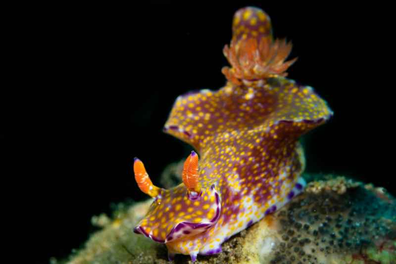 purple edged ceratosoma ceratosoma tenue