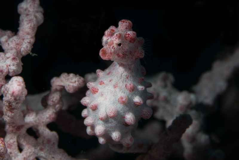 pygmy seahorse hippocampus bargibanti01 5