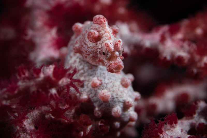 pygmy seahorse hippocampus bargibanti02 5