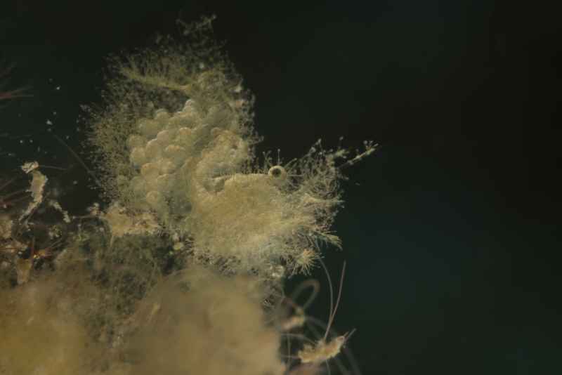 algea shrimp phycocaris simulans01 2