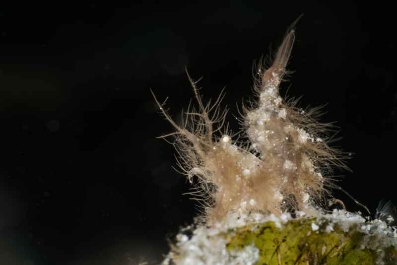 algea shrimp phycocaris simulans03
